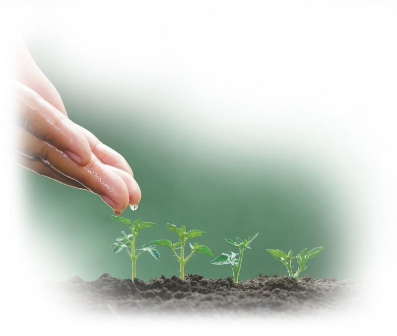 Hands planting seeds